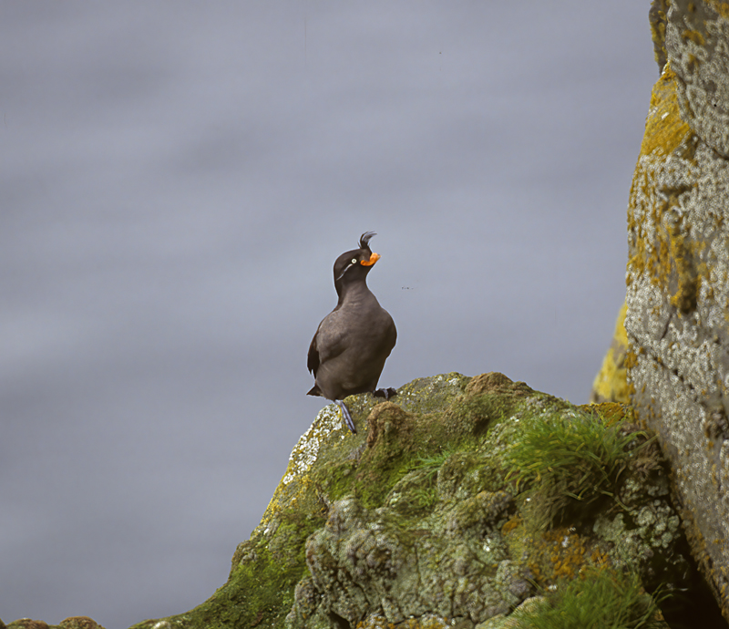 Crested_Auklet_98_AK_001