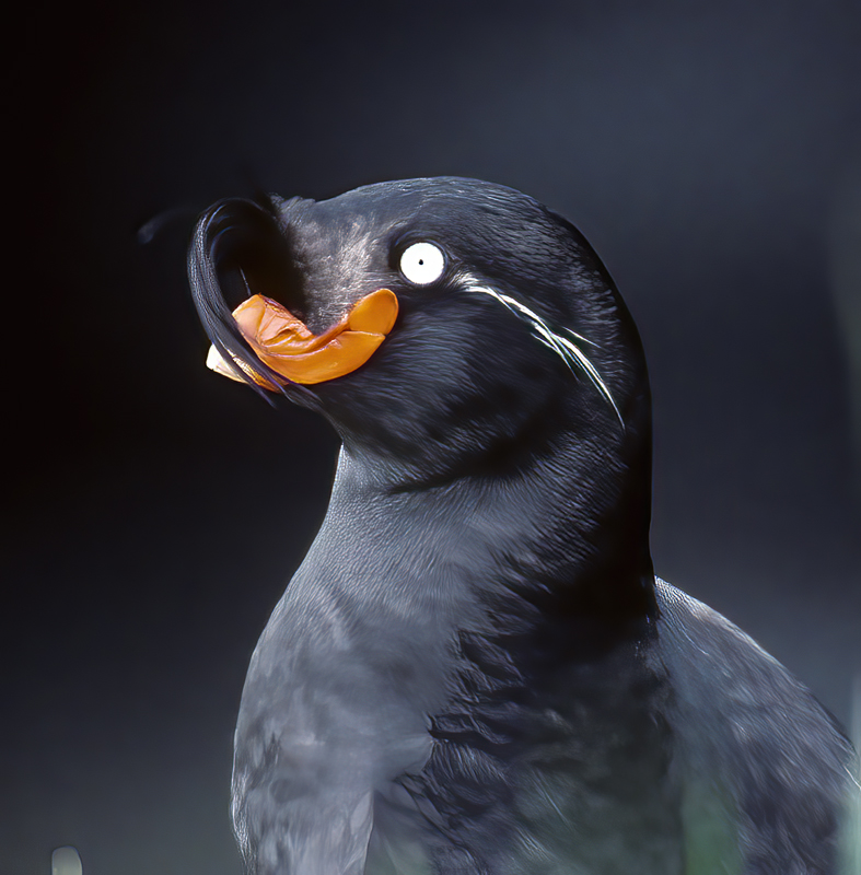 Crested_Auklet_98_AK_002