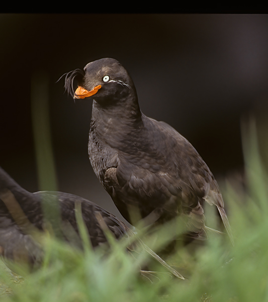 Crested_Auklet_98_AK_006