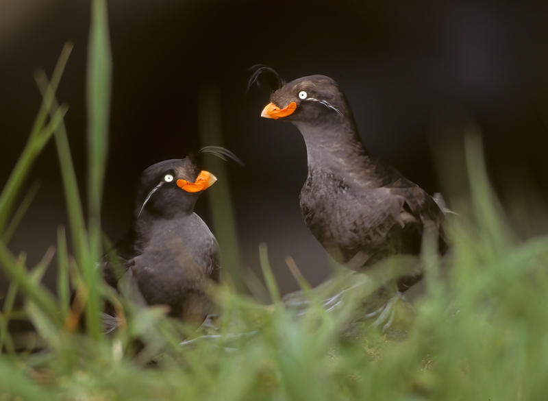 Crested_Auklet_98_AK_010