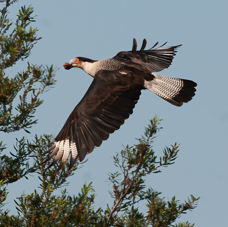 Crested_Caracara_10_FL_132