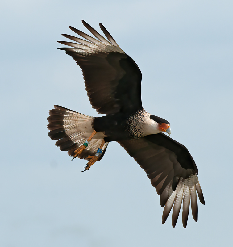 Crested_Caracara_10_FL_171