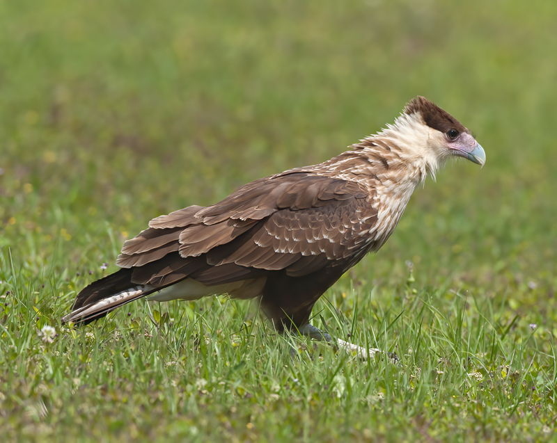 Crested_Caracara_10_FL_178
