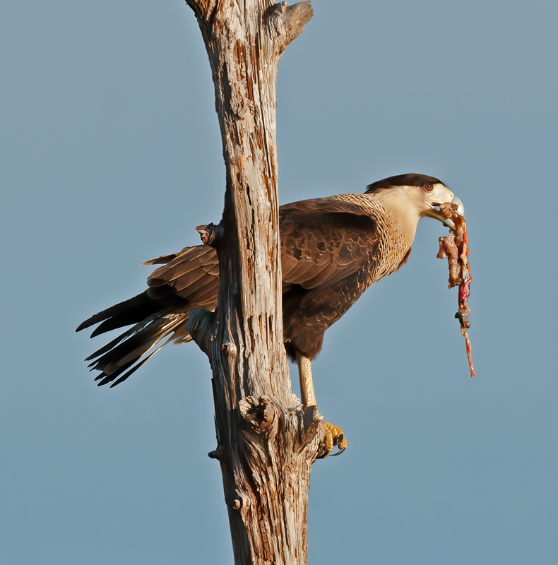 Crested_Caracara_11_FL_009