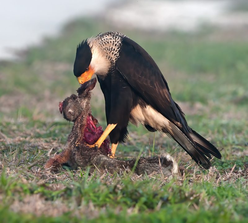 Crested_Caracara_11_FL_029