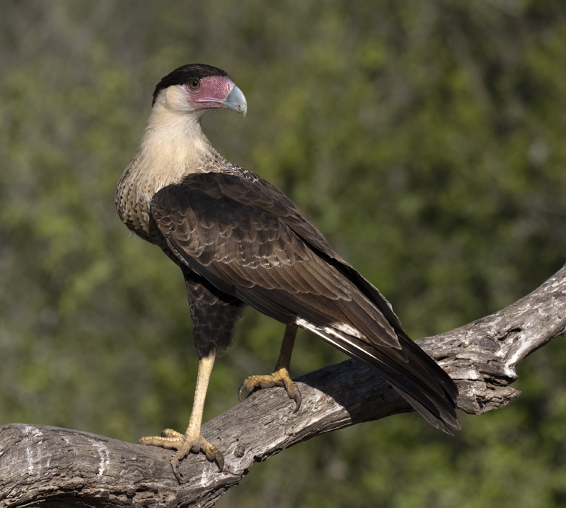 Crested_Caracara_22_TX_024