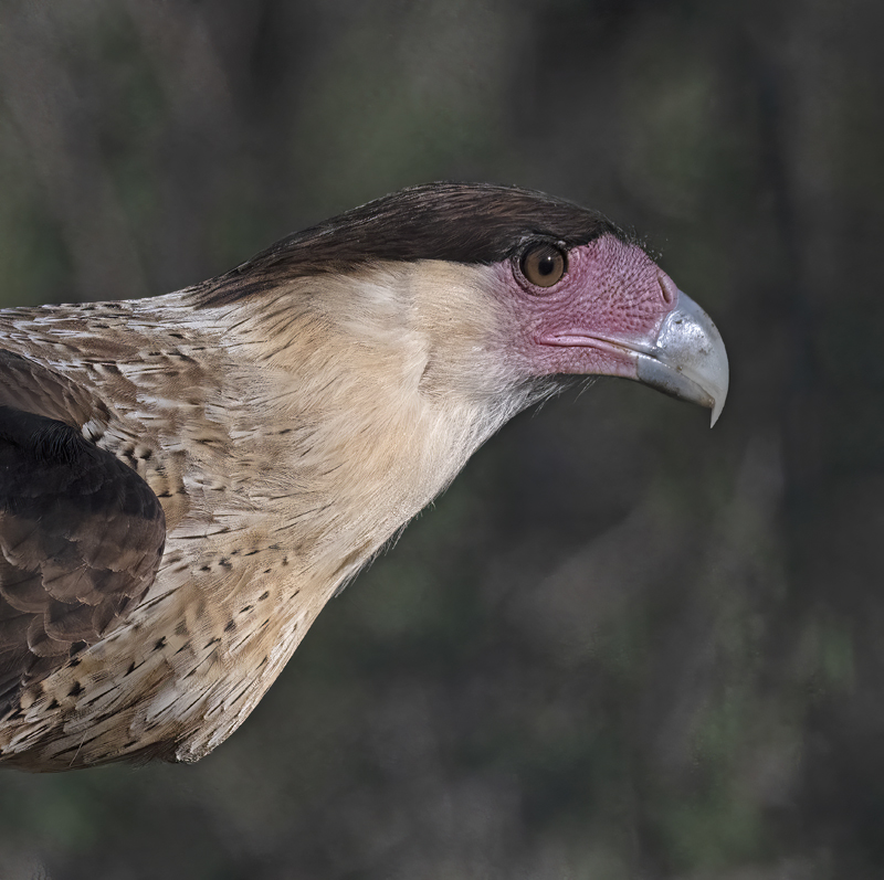 Crested_Caracara_22_TX_027