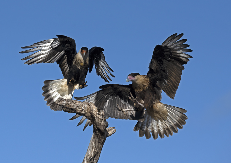 Crested_Caracara_22_TX_036