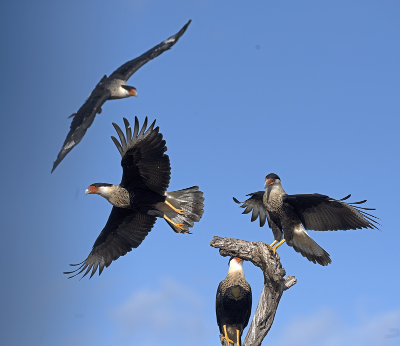 Crested_Caracara_22_TX_090
