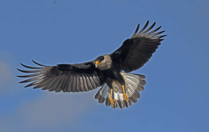 Crested_Caracara_22_TX_097