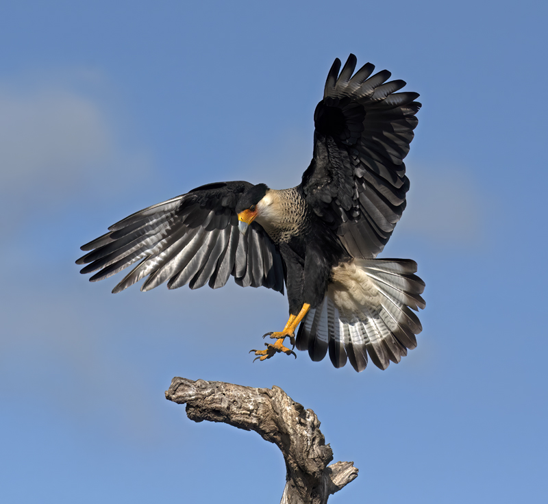 Crested_Caracara_22_TX_100
