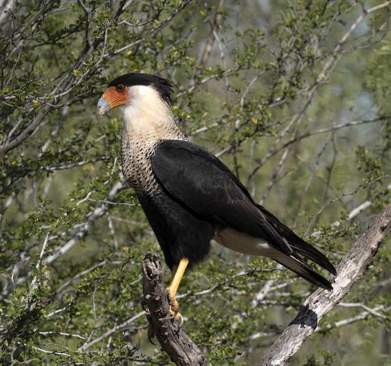 Crested_Caracara_22_TX_108