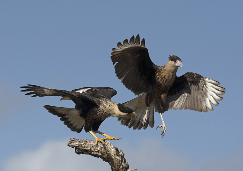 Crested_Caracara_22_TX_130