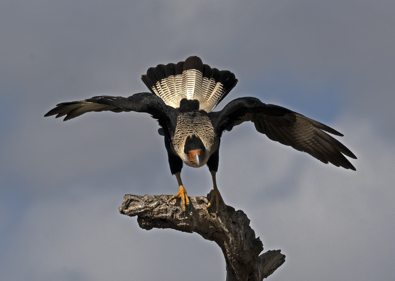 Crested_Caracara_22_TX_140