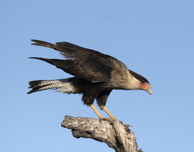 Crested_Caracara_22_TX_164