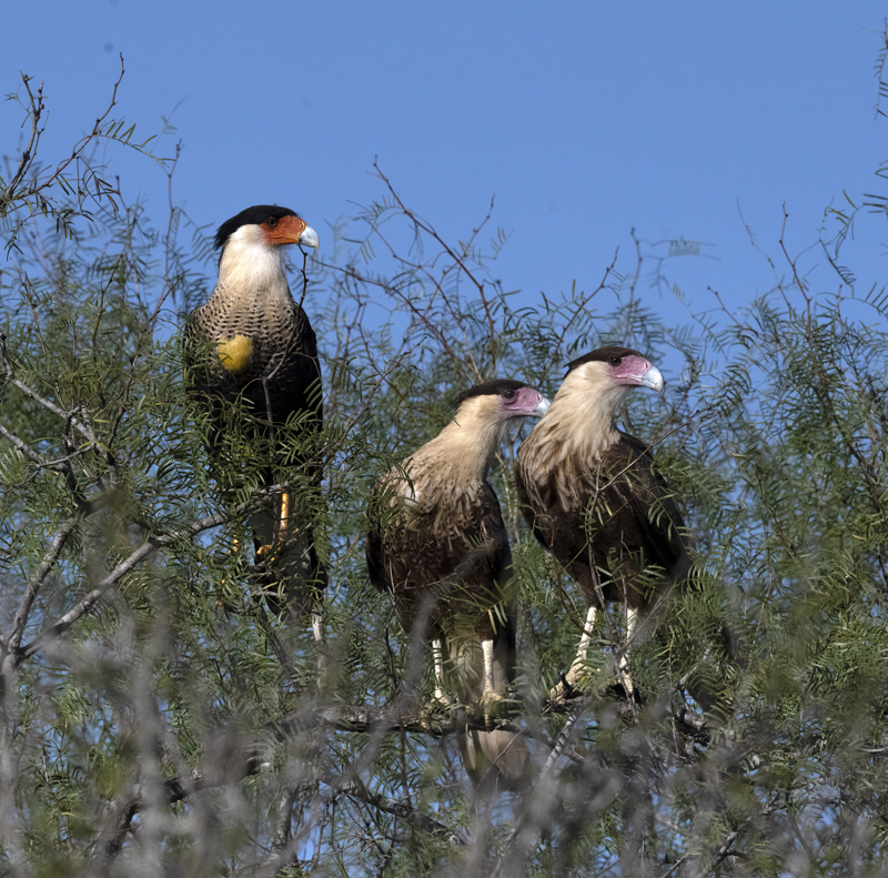 Crested_Caracara_22_TX_284