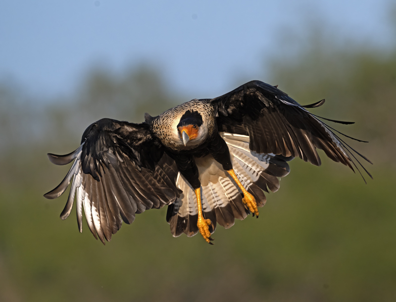 Crested_Caracara_24_TX_C_513