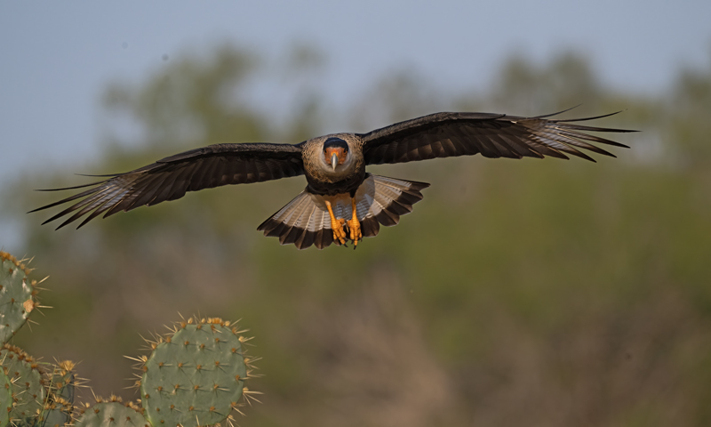 Crested_Caracara_24_TX_C_517