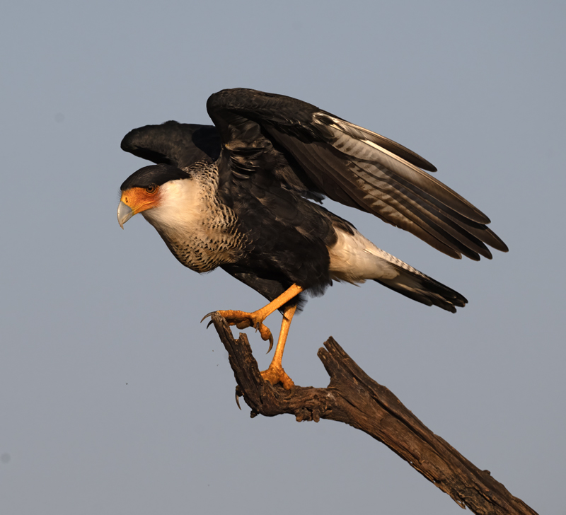 Crested_Caracara_24_TX_C_519
