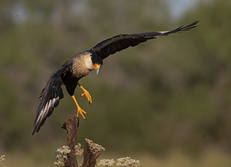 Crested_Caracara_24_TX_C_521