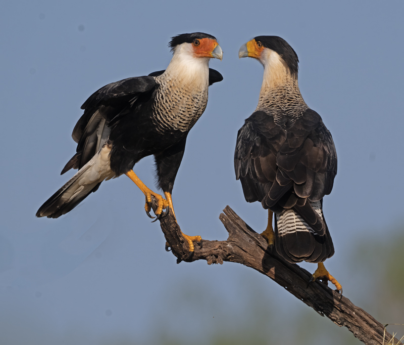 Crested_Caracara_24_TX_C_533