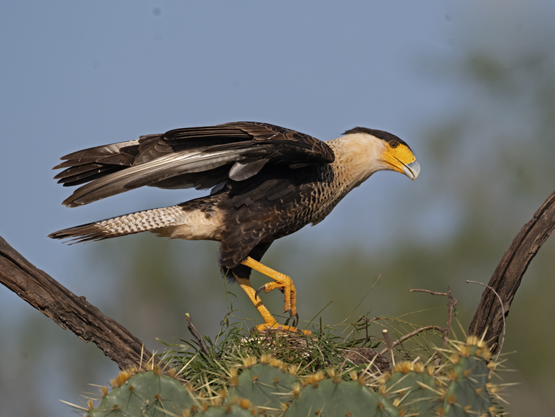 Crested_Caracara_24_TX_C_535