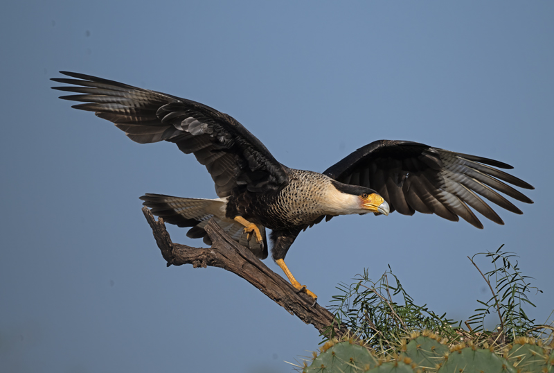 Crested_Caracara_24_TX_C_551