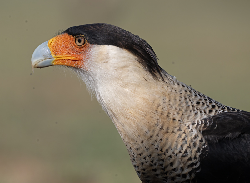 Crested_Caracara_24_TX_C_563