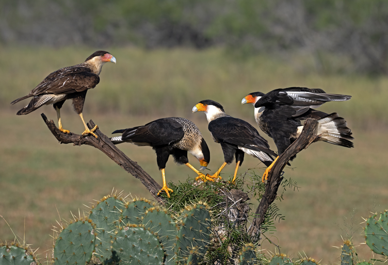 Crested_Caracara_24_TX_L_032