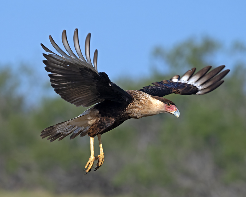 Crested_Caracara_24_TX_L_038