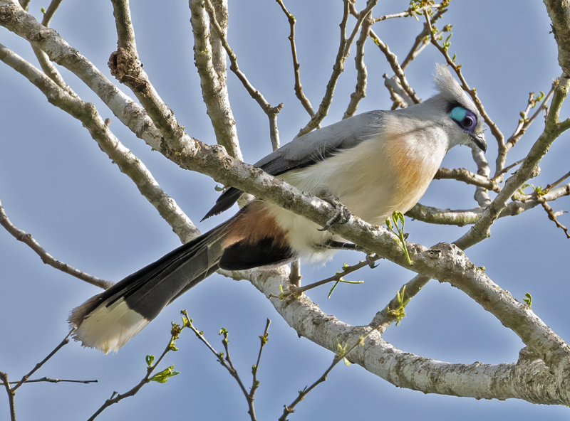 Crested_Coua_24_Madagascar_001