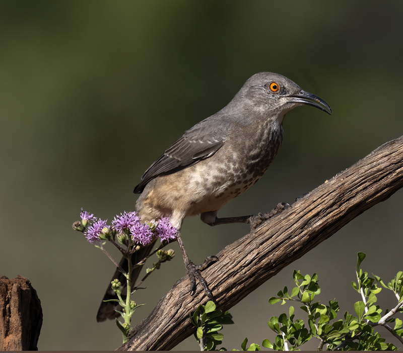 Curve-billed_Thrasher_22_TX_023