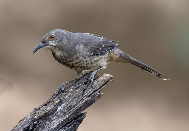 Curve-billed_Thrasher_22_TX_025