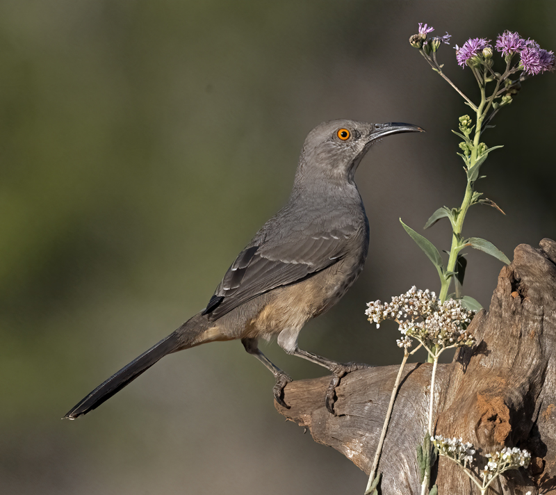 Curve-billed_Thrasher_22_TX_050