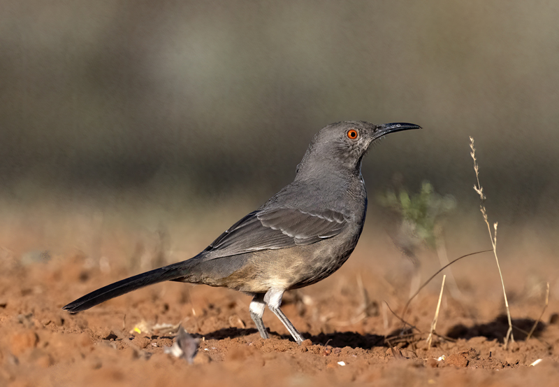 Curve-billed_Thrasher_22_TX_055