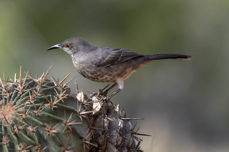 Curve-billed_Thrasher_22_TX_072