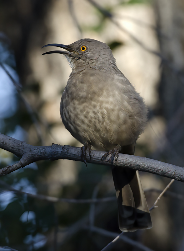 Curved_billed_Thrasher_14_AZ_020