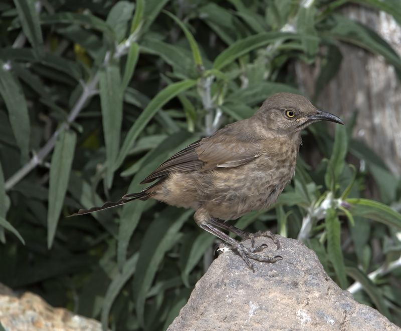 Curved_billed_Thrasher_15_AZ_019