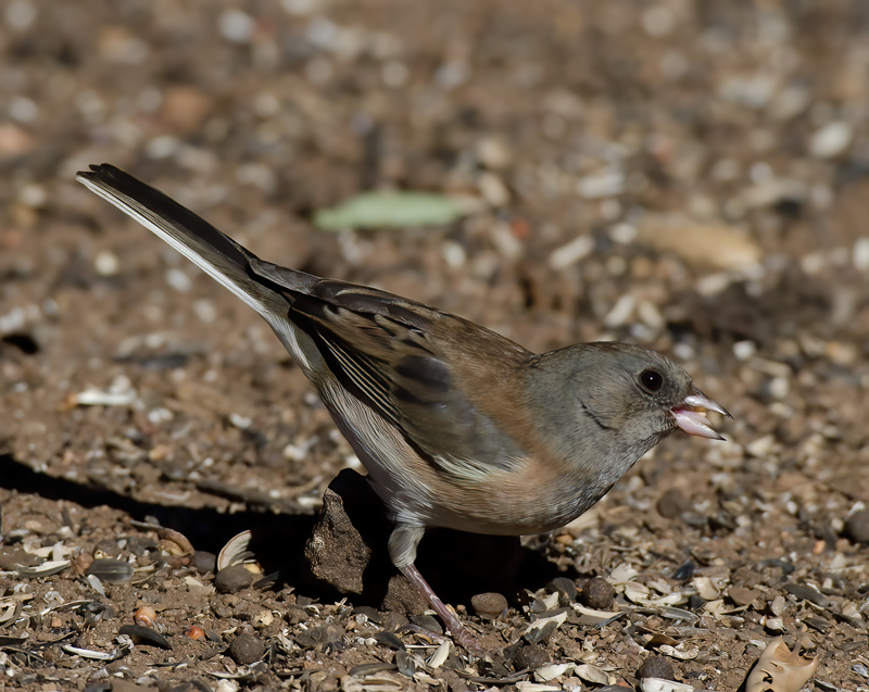 Dark_eyed_Junco_12_CA_003