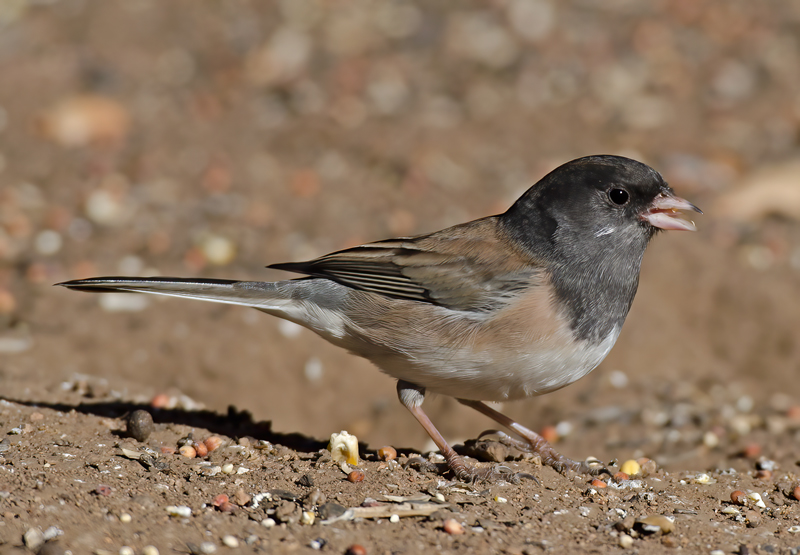 Dark_eyed_Junco_12_CA_014