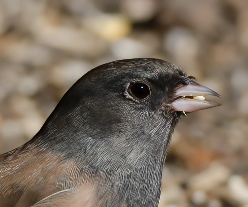 Dark_eyed_Junco_12_CA_017