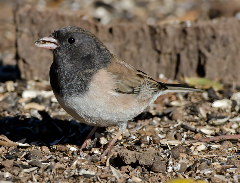 Dark_eyed_Junco_12_CA_022