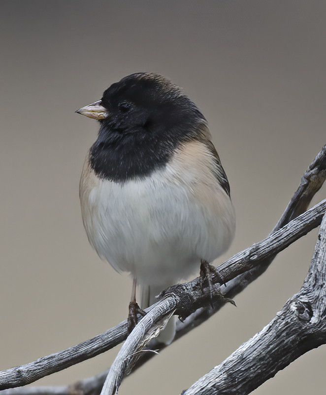 Dark_eyed_Junco_14_CA_002