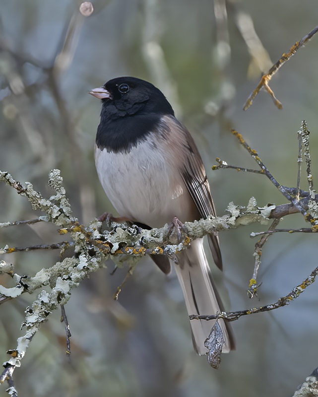 Dark_eyed_Junco_14_CA_008