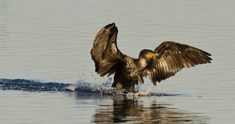 Double_crested_Cormorant_10_FL_012