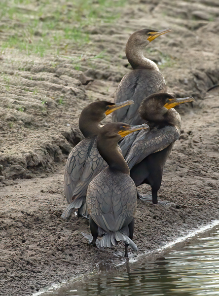 Doubled_crested_Cormorant_08_FL_002