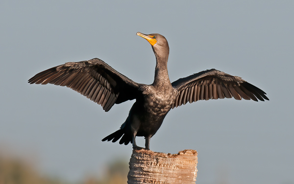 Doubled_crested_Cormorant_09_FL_022