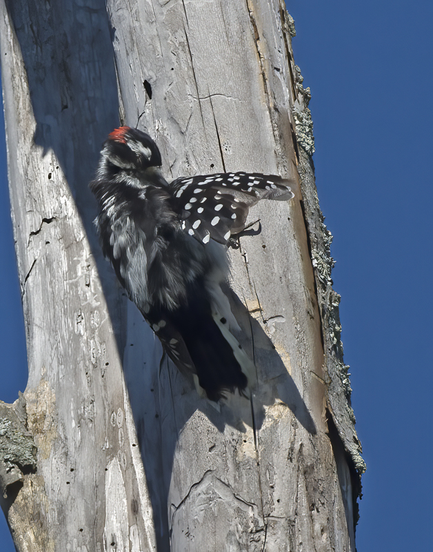 Downy_Woodpecker_15_MI_018
