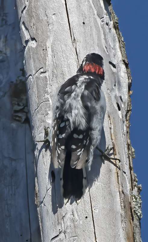 Downy_Woodpecker_15_MI_029