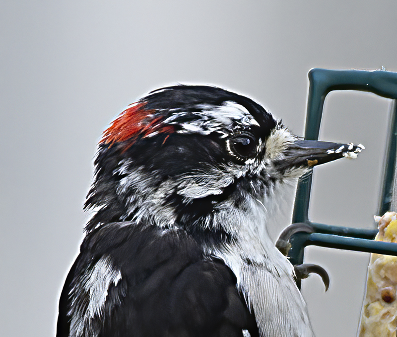 Downy_Woodpecker_15_MI_034